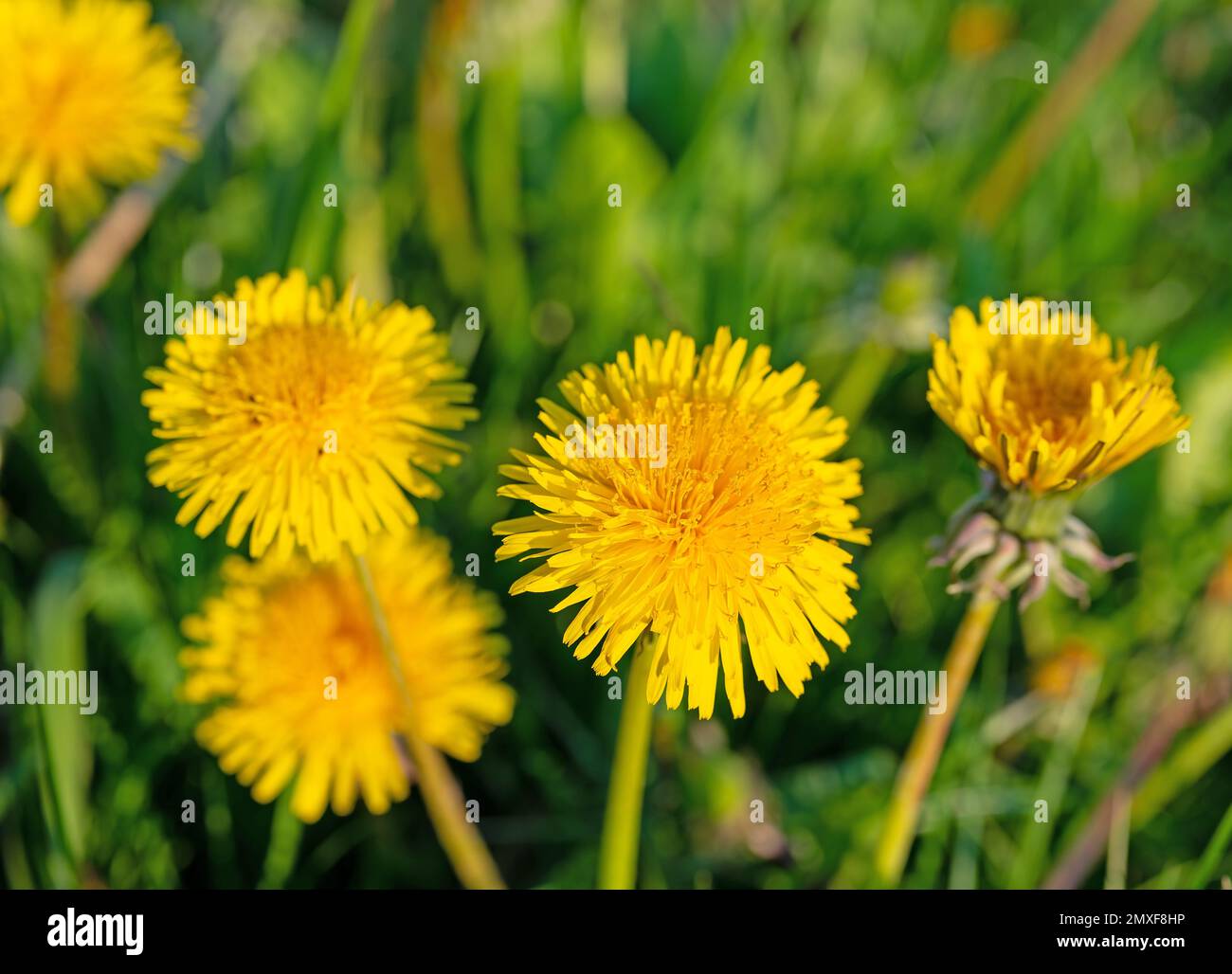Flowering dandelion, Taraxacum, in spring Stock Photo