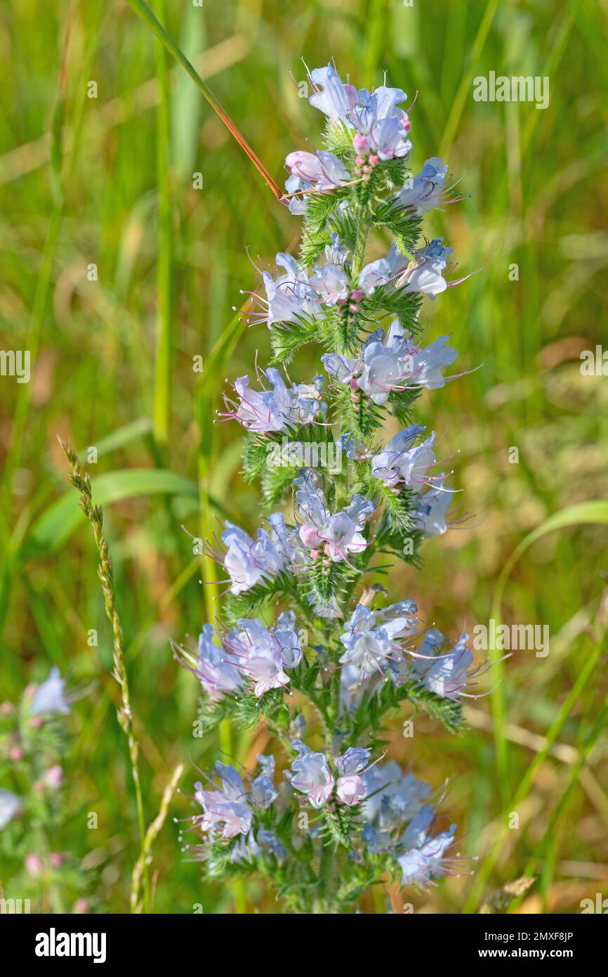Flowering Blue Viper s Bugloss Echium Vulgare Stock Photo Alamy