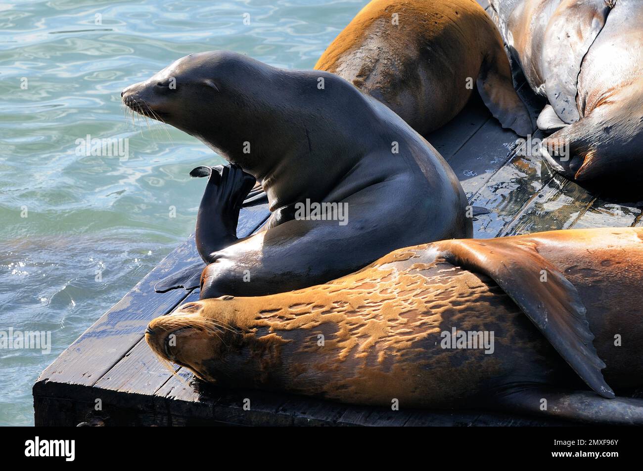 California sea lion showcasing hi-res stock photography and images - Alamy