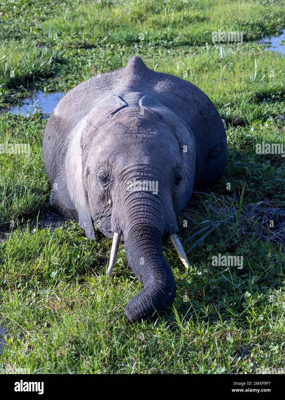 baby African bush elephant (Loxodonta africana) in swamp, Amboseli