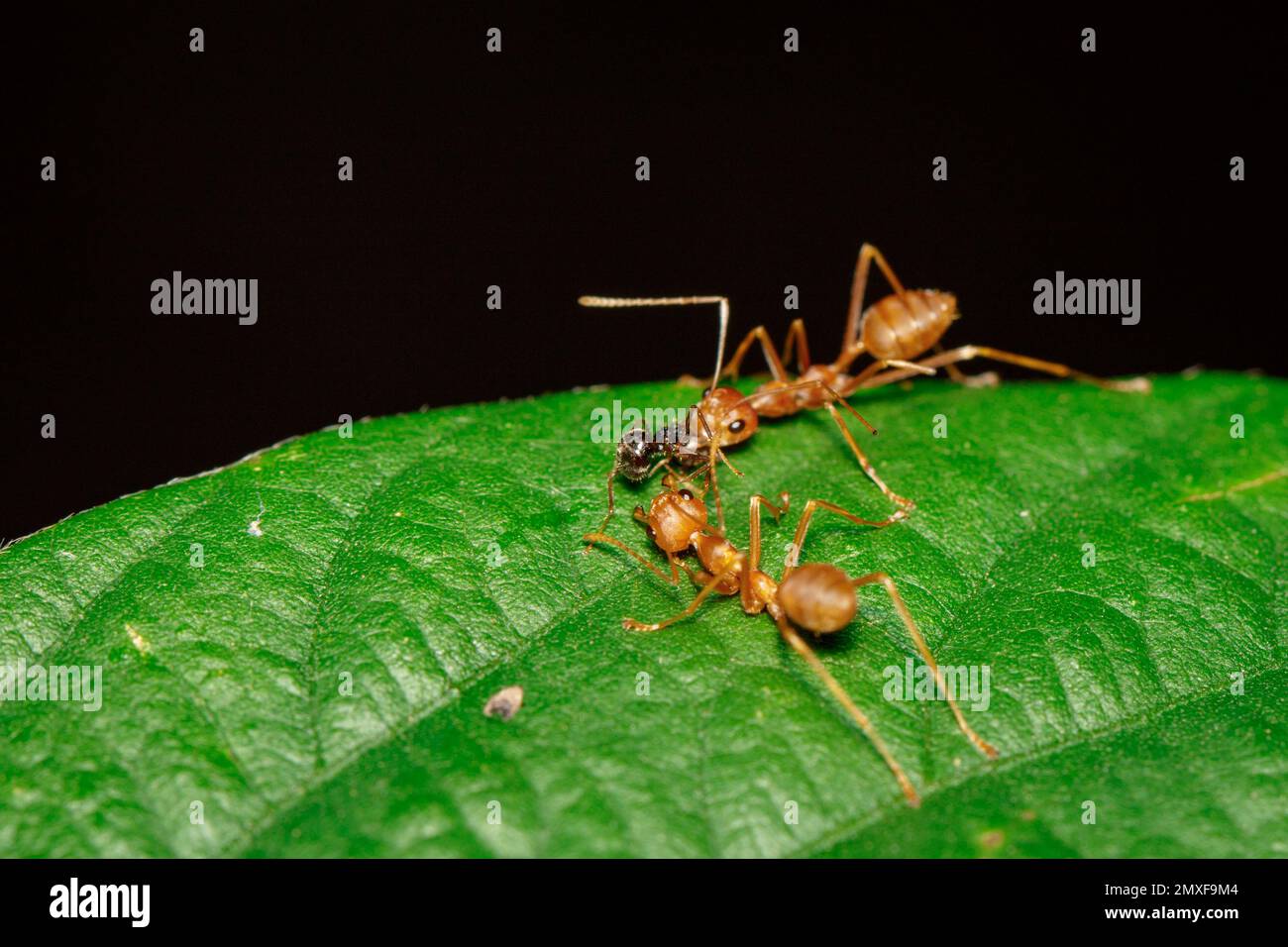 Image of red ant(Oecophylla smaragdina) on the green leaf. Insect. Animal Stock Photo