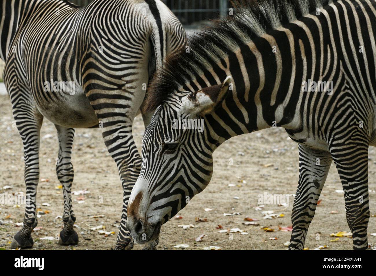 A closeup of two dirty zebras in a zoo Stock Photo - Alamy