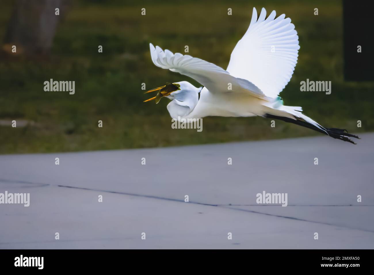 The Great Egret Stock Photo