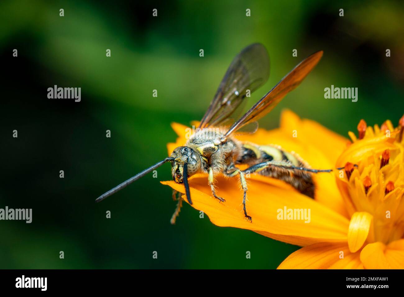 Apoid wasps hi-res stock photography and images - Alamy