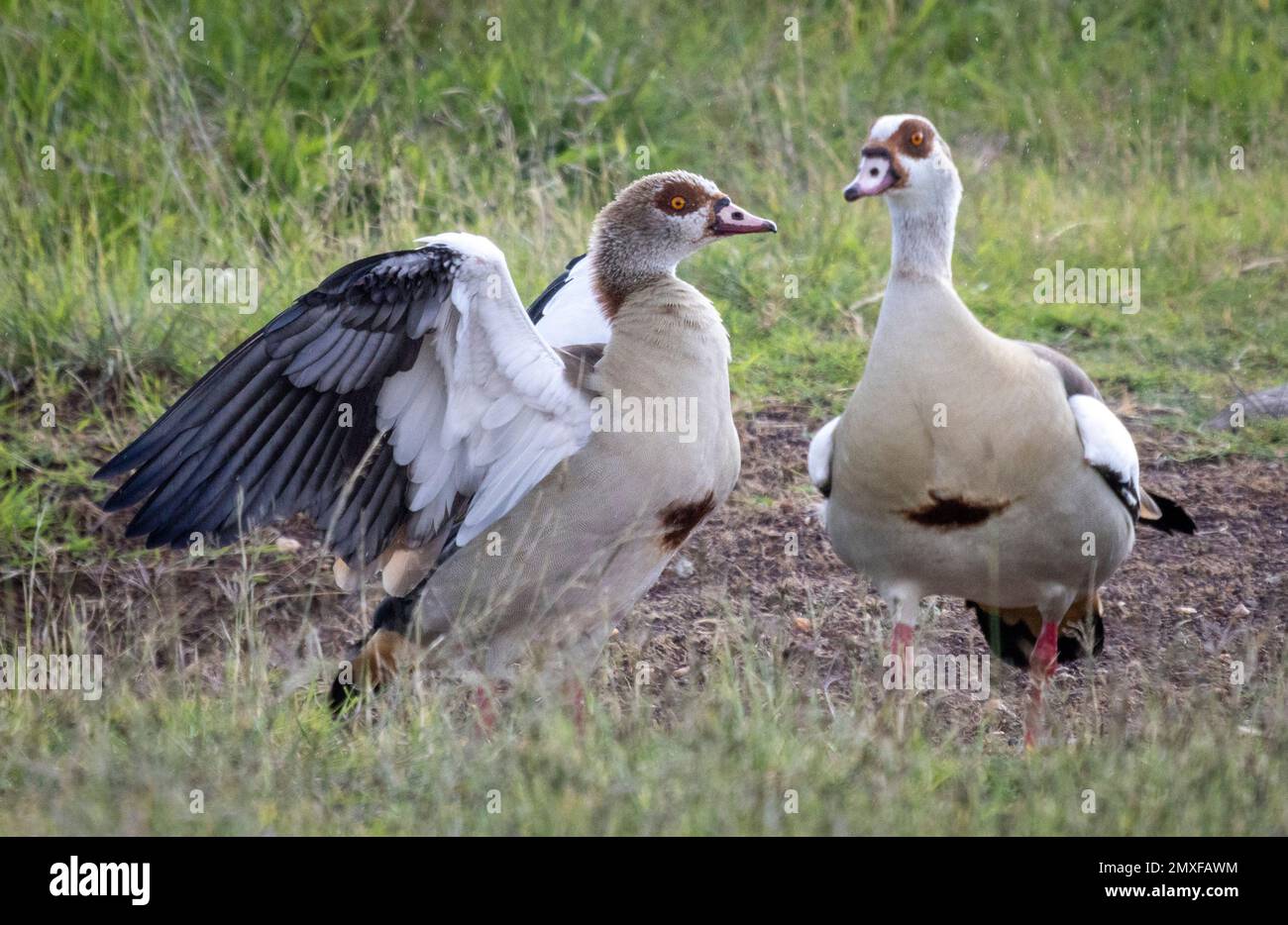 Egyptian geese, male in courtship display, Masai Mara National Park,, Kenya Stock Photo