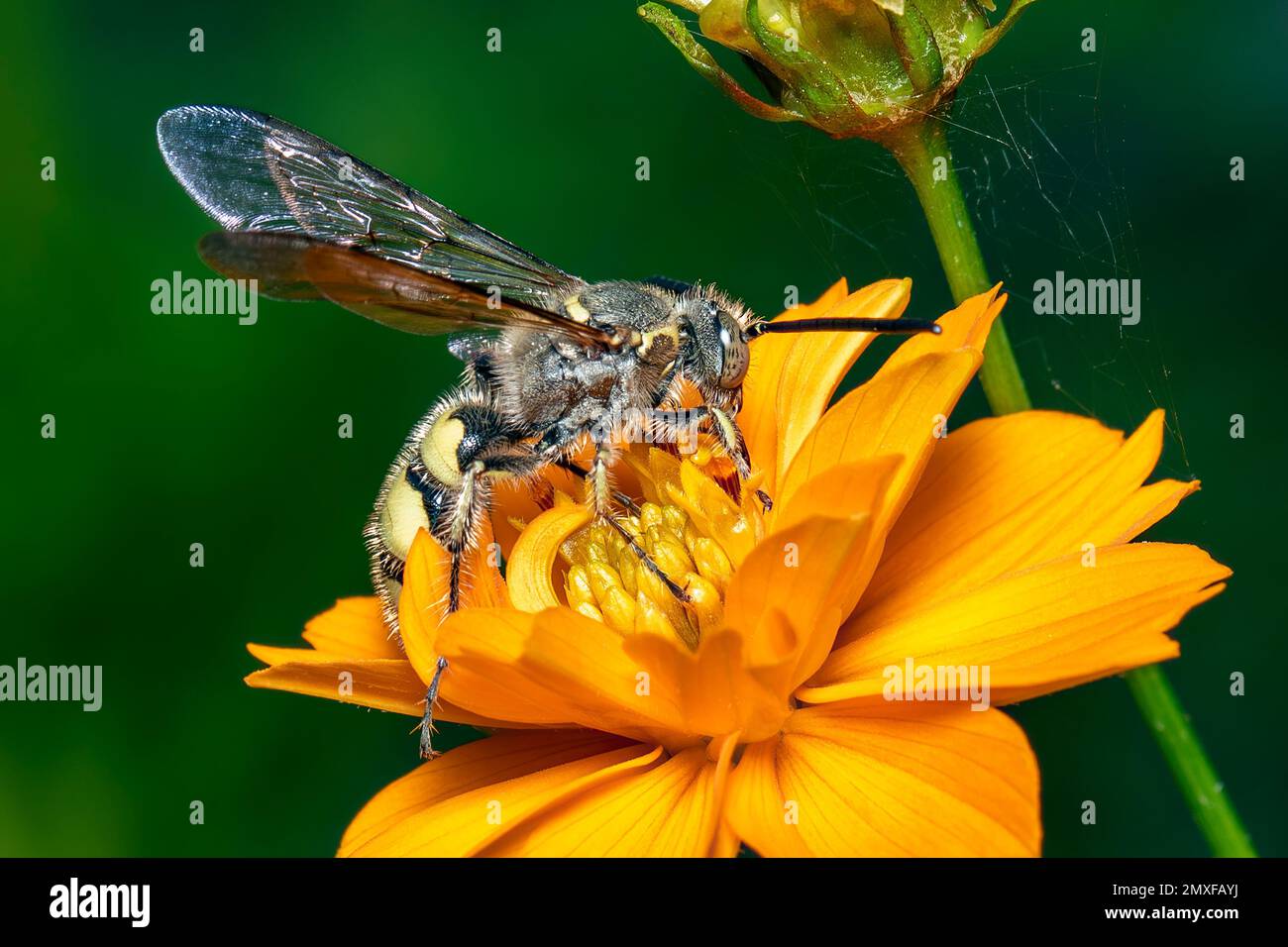 Image of Beewolf or Beewolves(Philanthus) on yellow flower on a natural background. Are bee-hunters or bee-killer wasps., Insect. Animal. Stock Photo