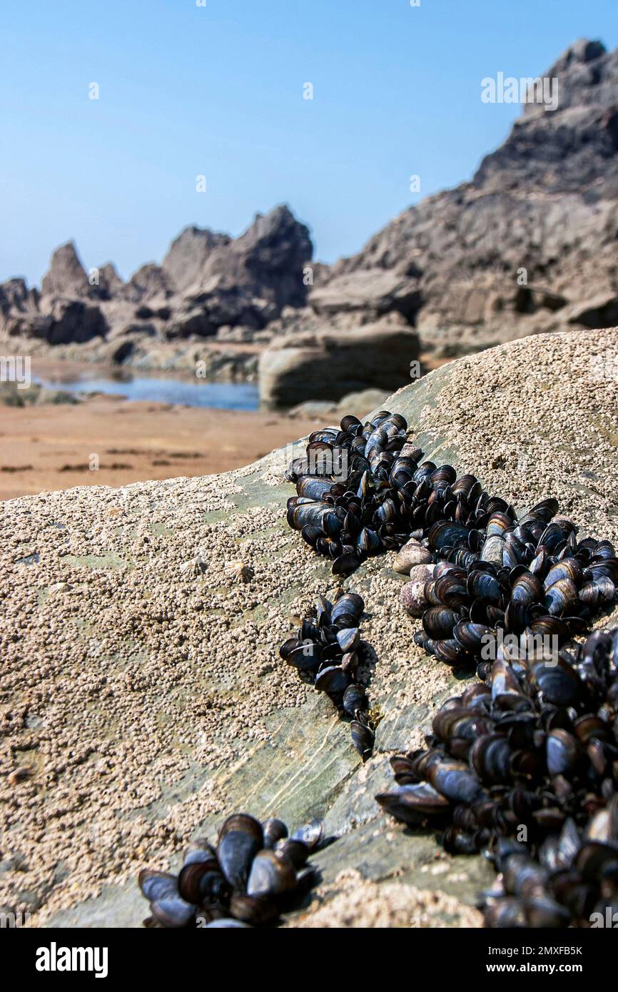 Cluster of fresh mussels growing on rocks Cornwall England Stock Photo