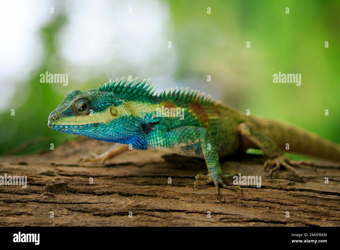Image of blue chameleon on the tree on the natural background. Reptile. Animal. Stock Photo