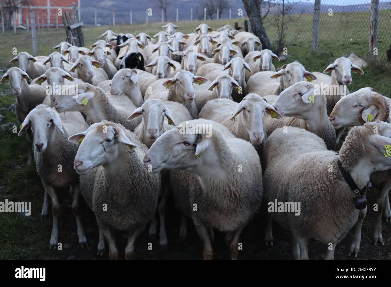 Sheep / Farm / Schafe / Bauer Stock Photo