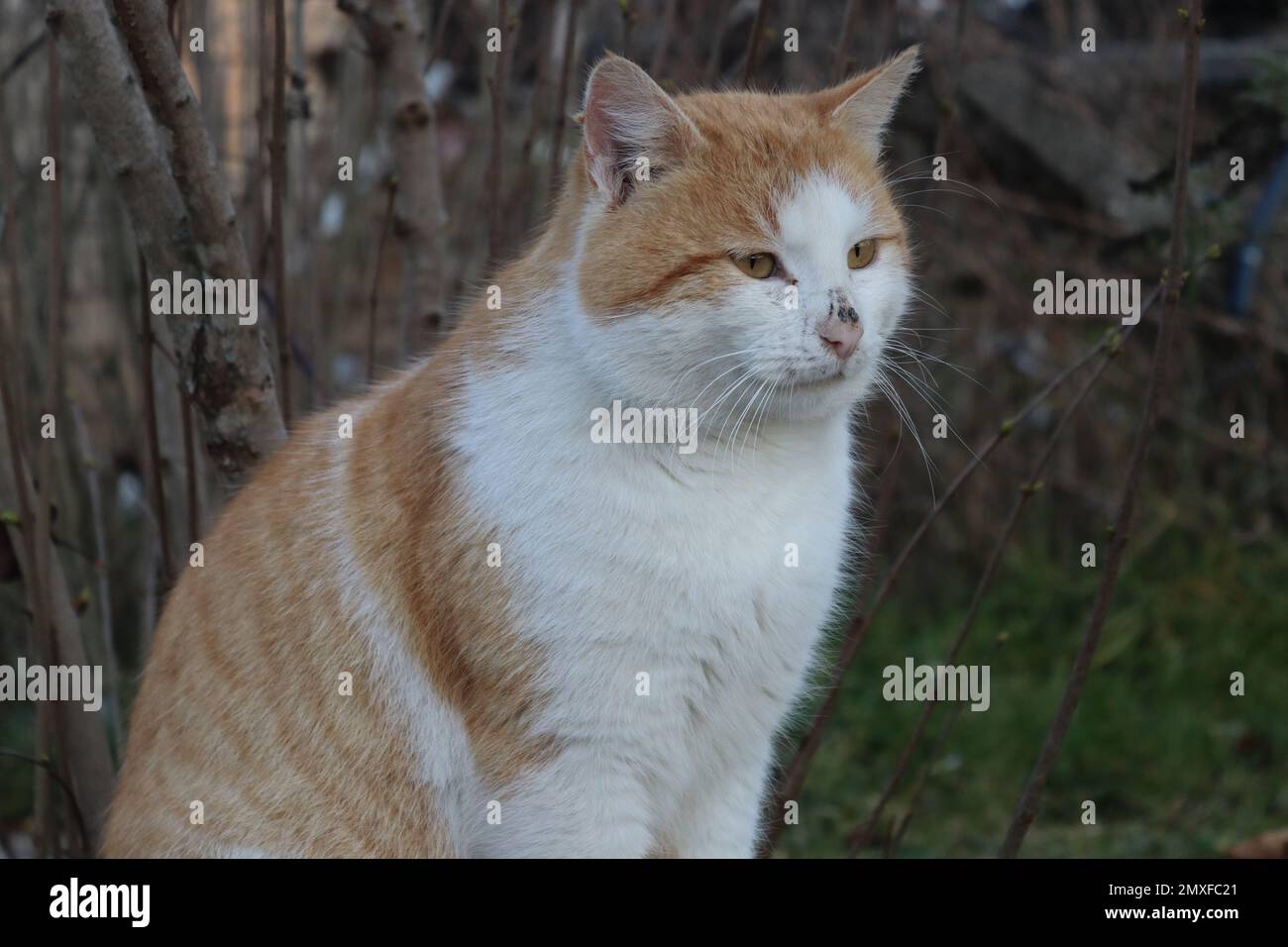 Cats / Kitten / Katzen / Wildkatze Stock Photo