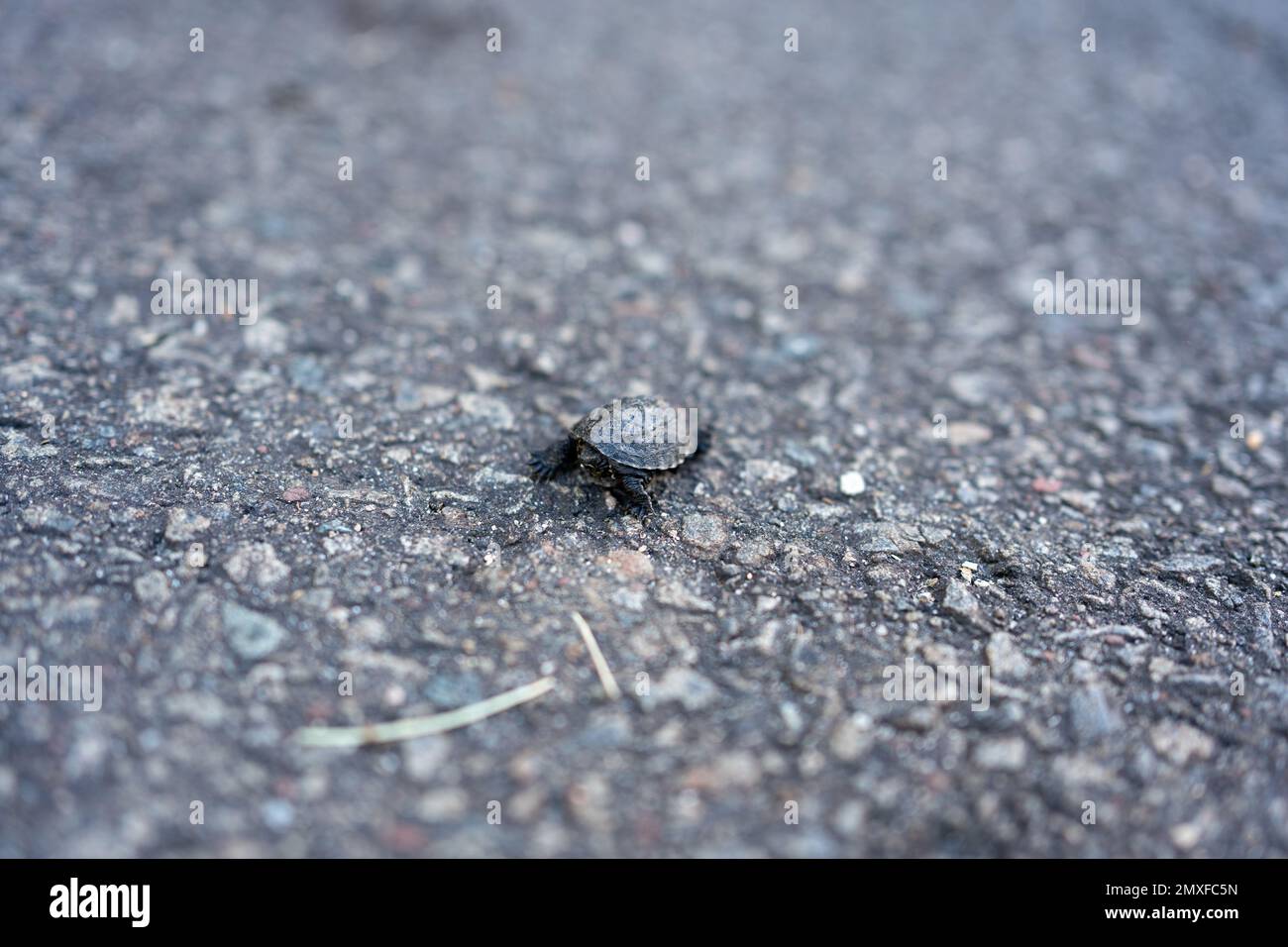 A closeup shot of a small turtoise walking on the ground Stock Photo