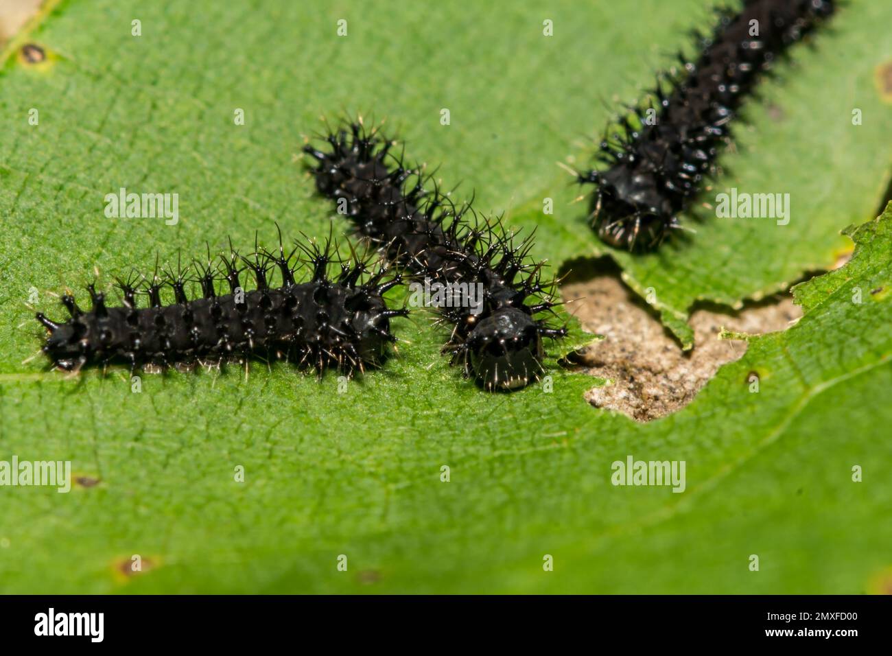 First Instar Cecropia Caterpillar - Hyalophora cecropia Stock Photo