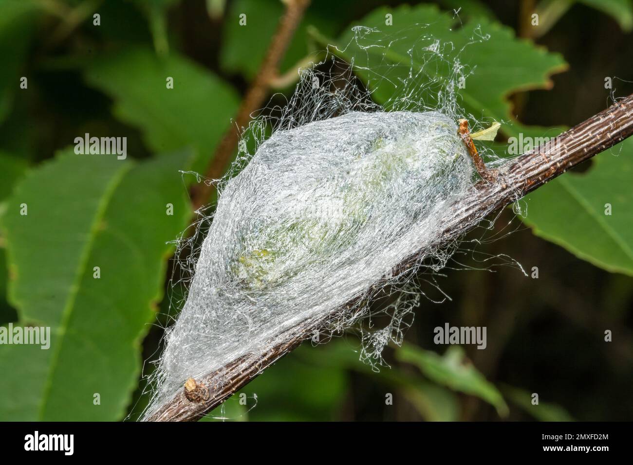 The Cocoon of the Cecropia Moth - Hyalophora cecropia Stock Photo