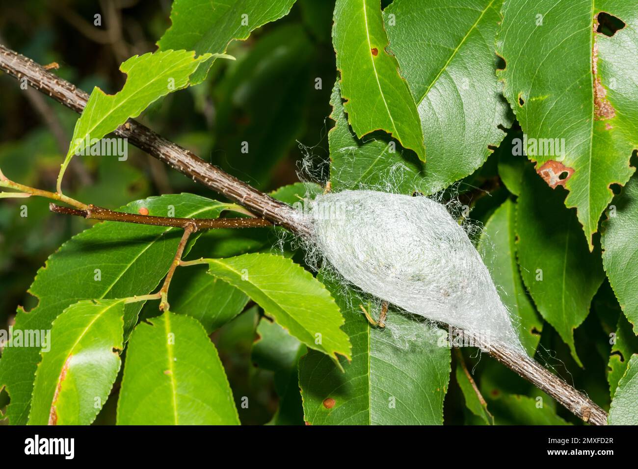 The Cocoon of the Cecropia Moth - Hyalophora cecropia Stock Photo