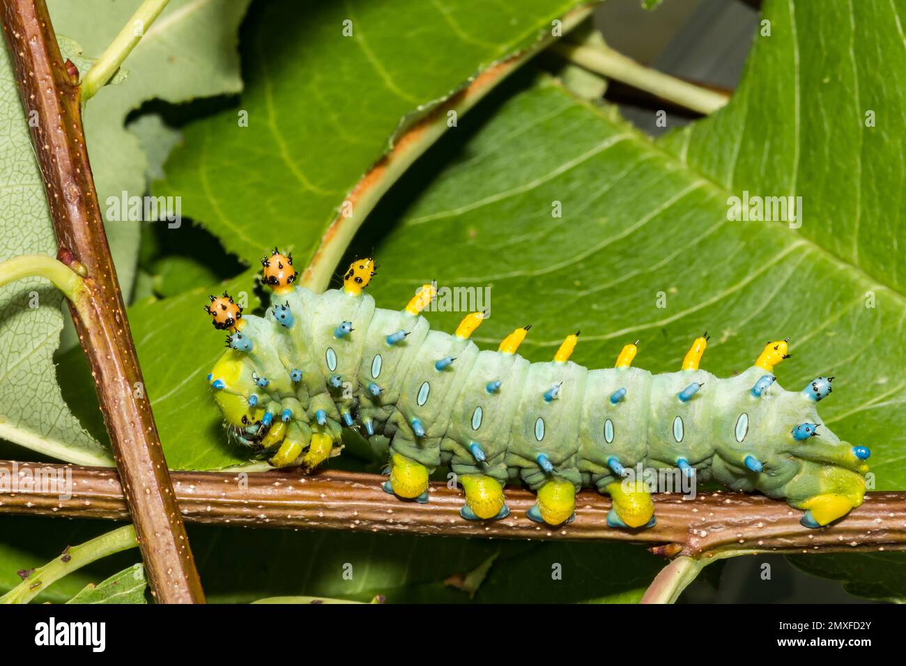 Forth Instar Cecropia Caterpillar - Hyalophora cecropia Stock Photo