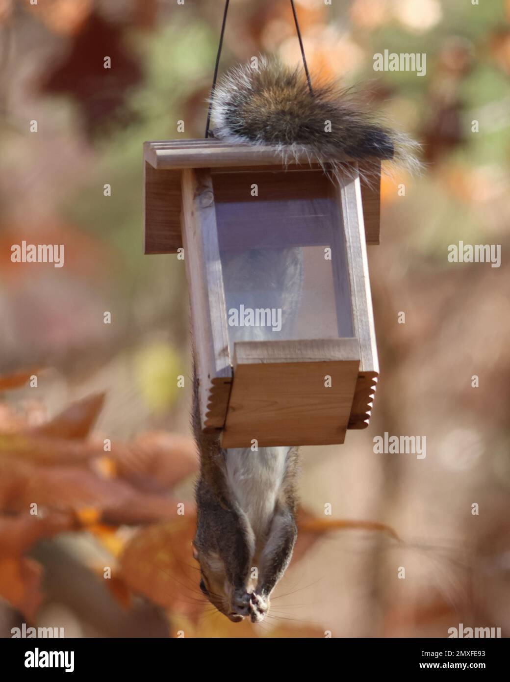 Squirrel hanging upside down hi-res stock photography and images - Alamy