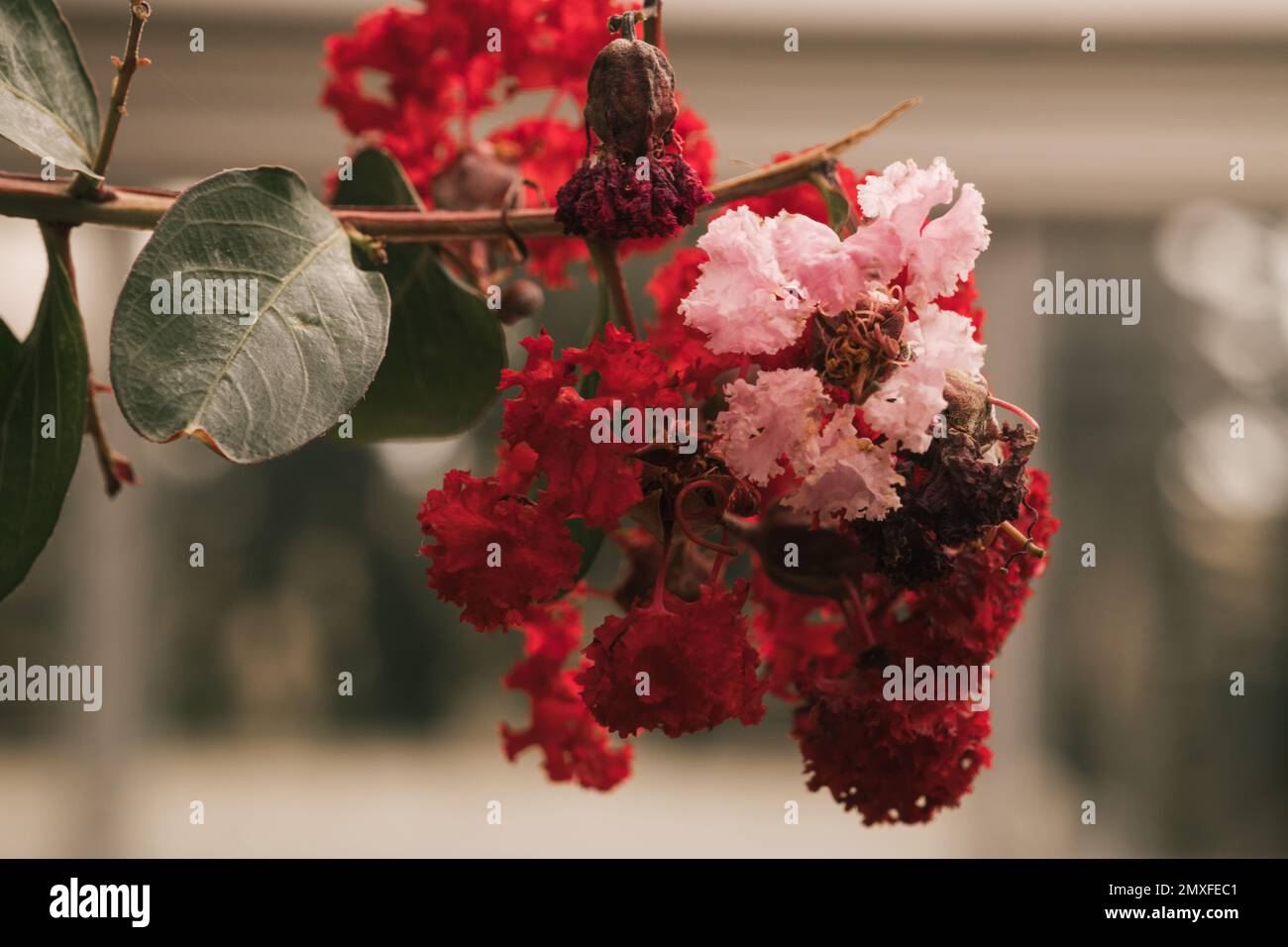 A soft focus of a bunch of red and pink crape myrtle flowers blooming on a tree Stock Photo