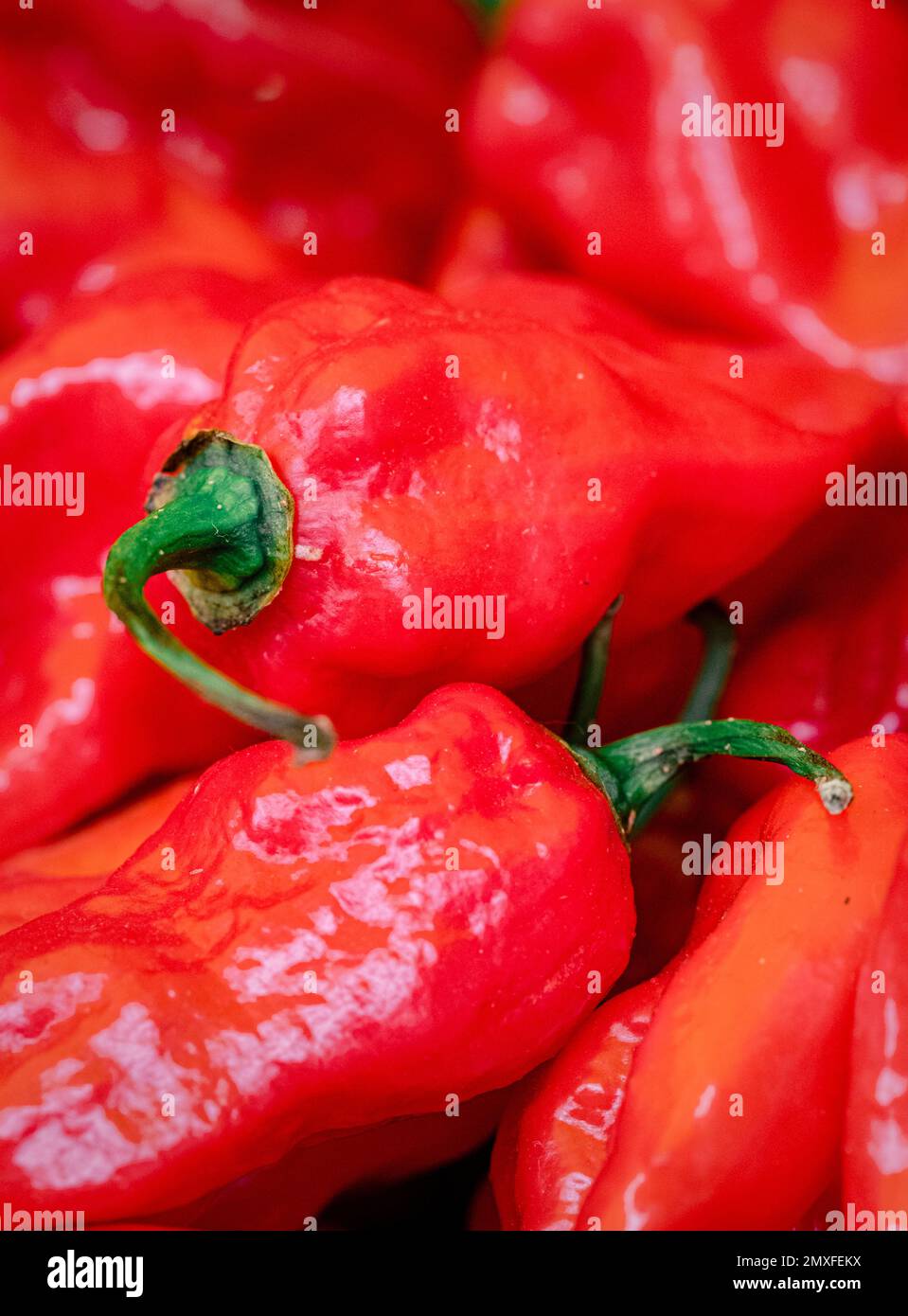 Hot organic chilli peppers on sale at the annual Waddesdon Manor Chilli festival. Stock Photo