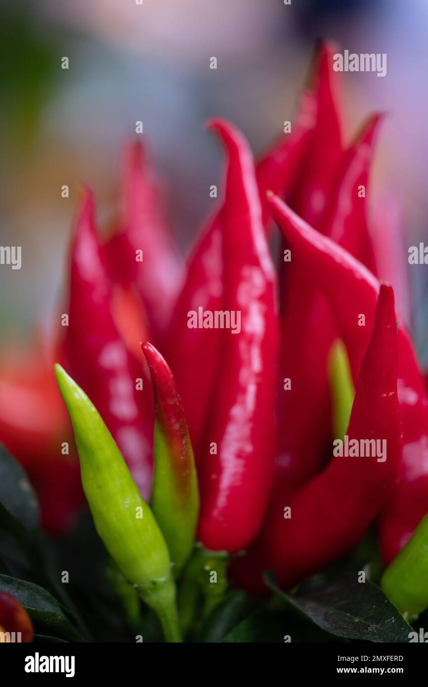 Colourful Chilli pepper plants on sale at Waddesdon Manor's annual Chilli Festival Stock Photo