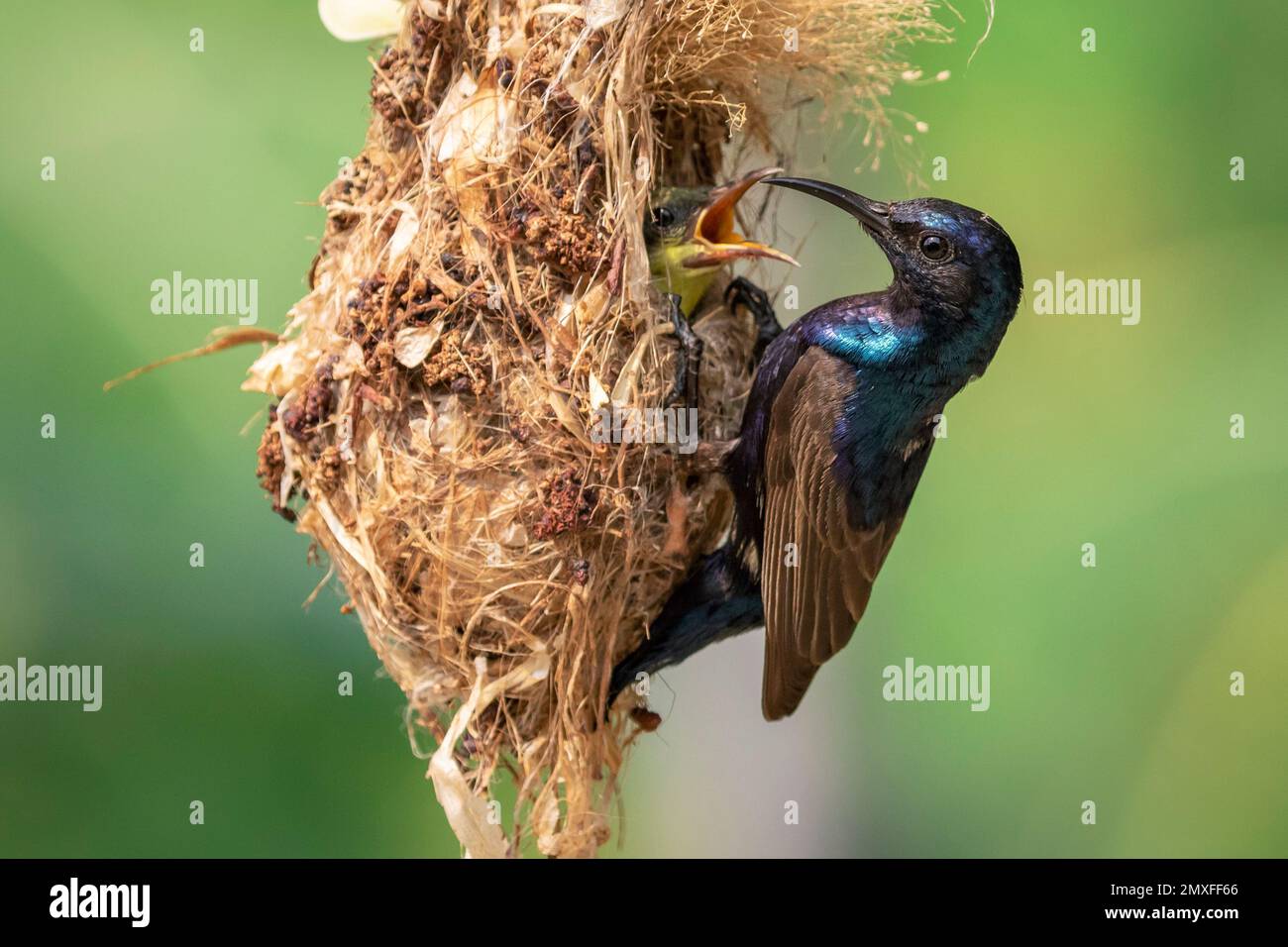 Image of Purple Sunbird (Male) feeding baby bird in the bird's nest on nature background. (Cinnyris asiaticus). Bird. Animals. Stock Photo