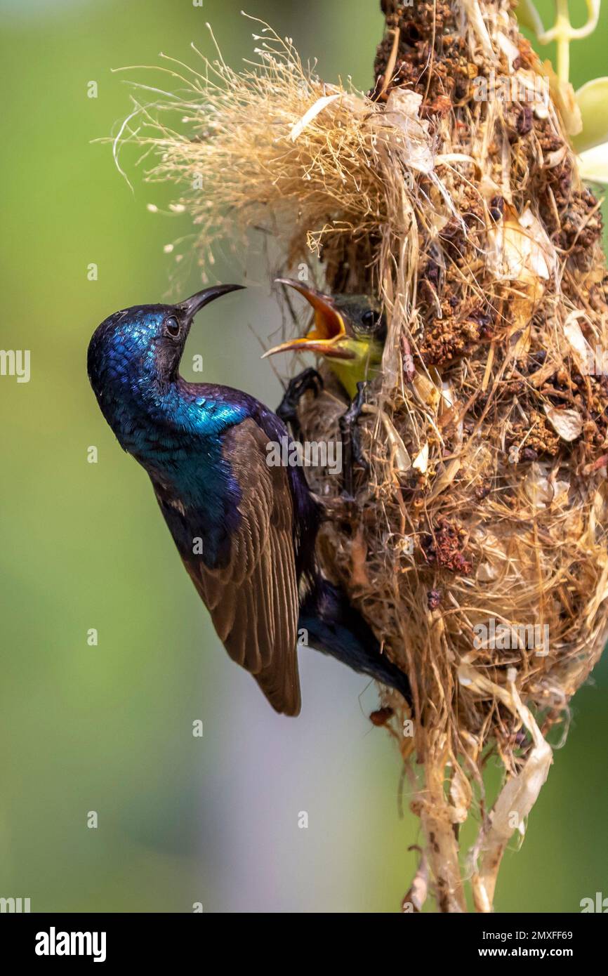 Image of Purple Sunbird (Male) feeding baby bird in the bird's nest on nature background. (Cinnyris asiaticus). Bird. Animals. Stock Photo
