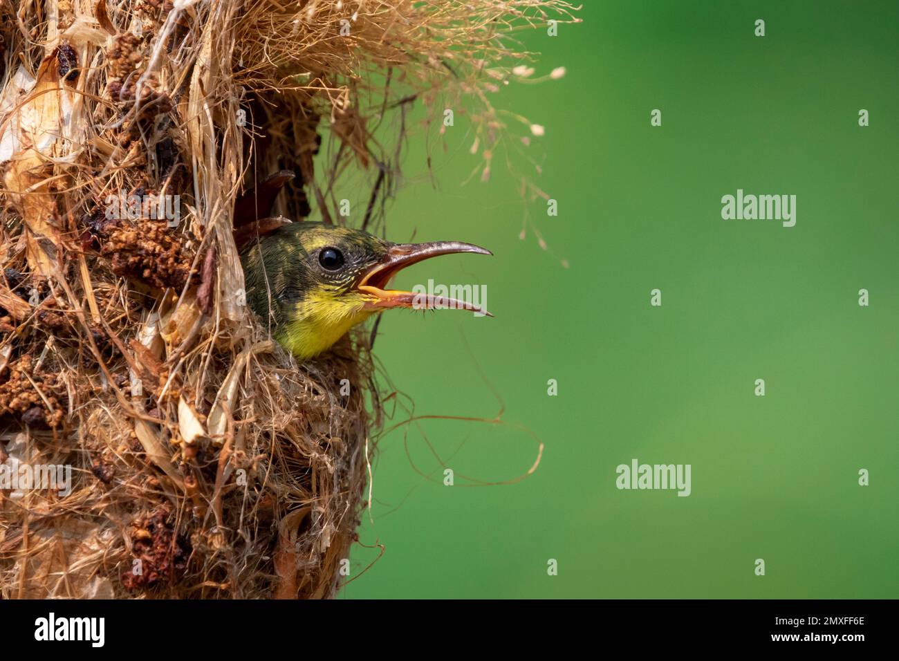 Image of baby birds are waiting for the mother to feed in the bird's nest on nature background. Bird. Animals. Stock Photo