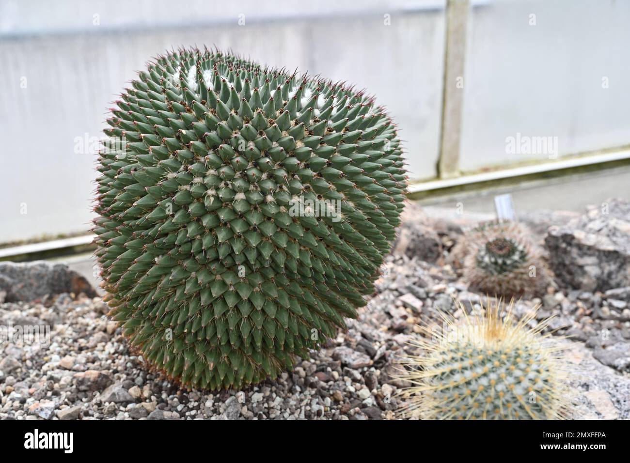 Cactus called in Latin Mammillaria carnea growing in a greenhouse. Stock Photo