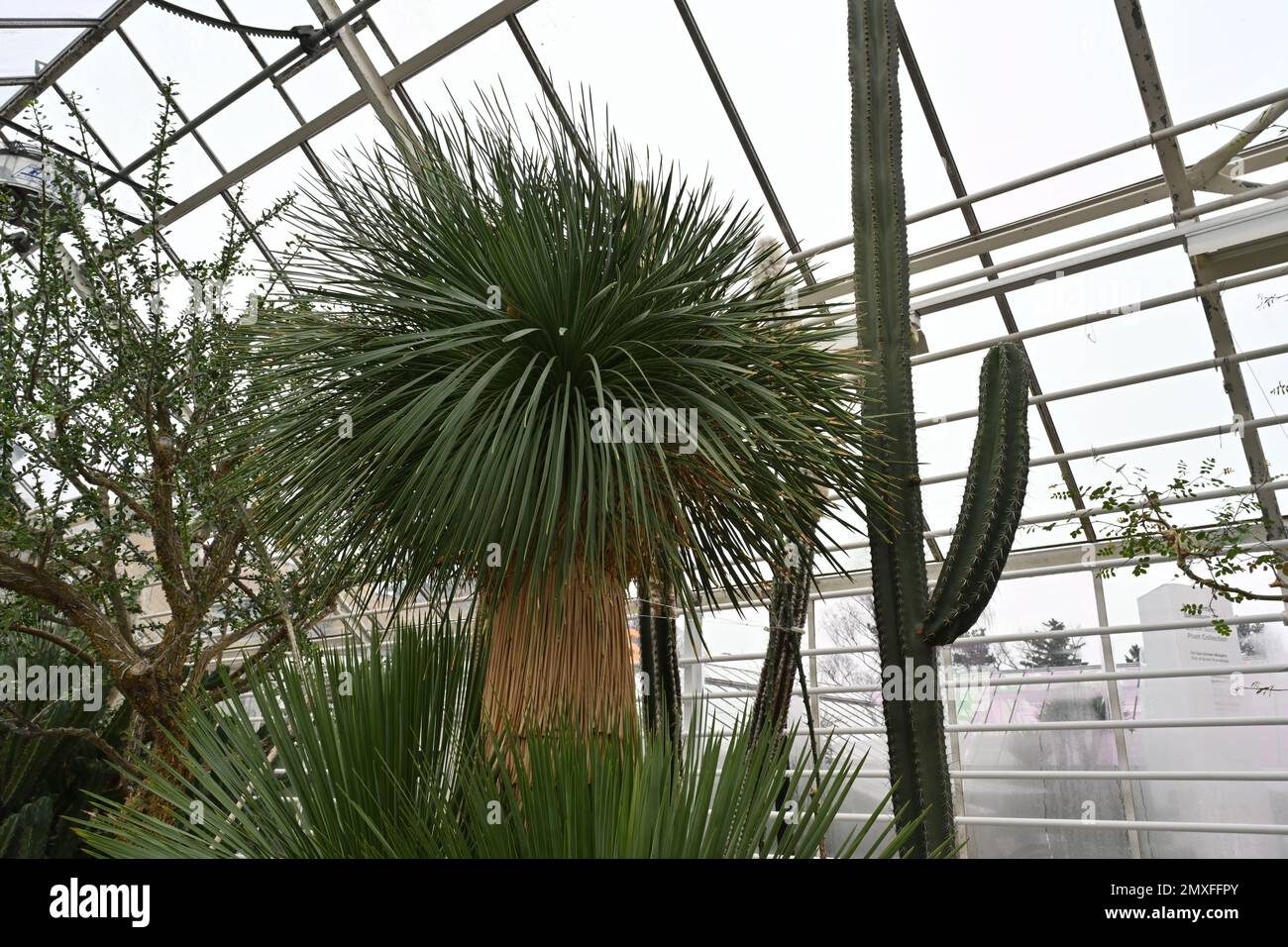 Yucca plant, in Latin called Yucca linearifolia, cultivated as a tree in a greenhouse among other exotic plants and cacti. Stock Photo