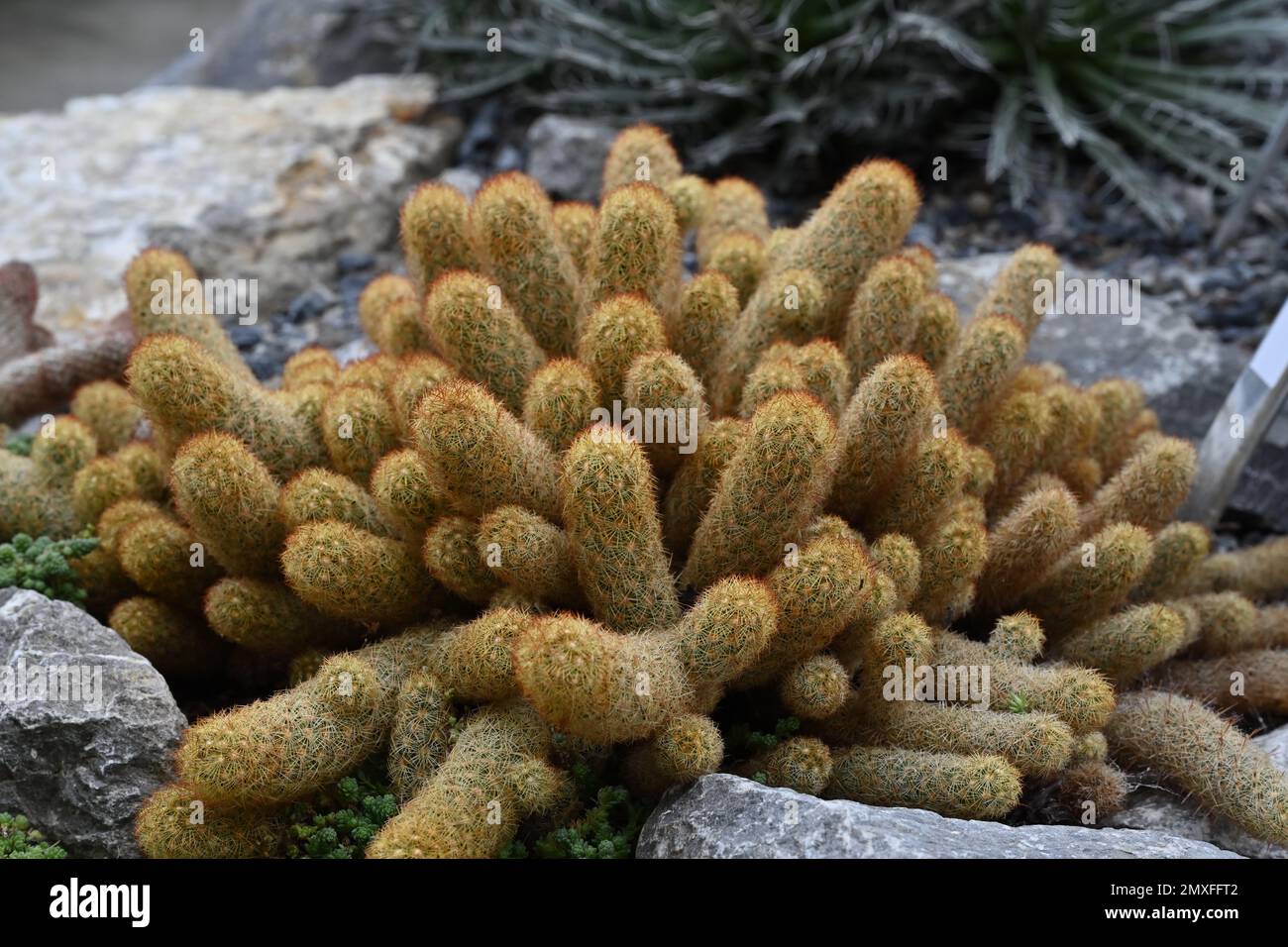 Cactus called in Latin Mammillaria elongata growing in densely packed clusters of elongated oval stems. Stock Photo