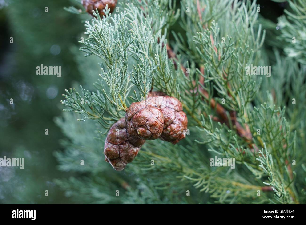 Thuja twigs with some cones close up. A cutout of a tree that is defocused on the background. There is a lot of copy space available. Stock Photo