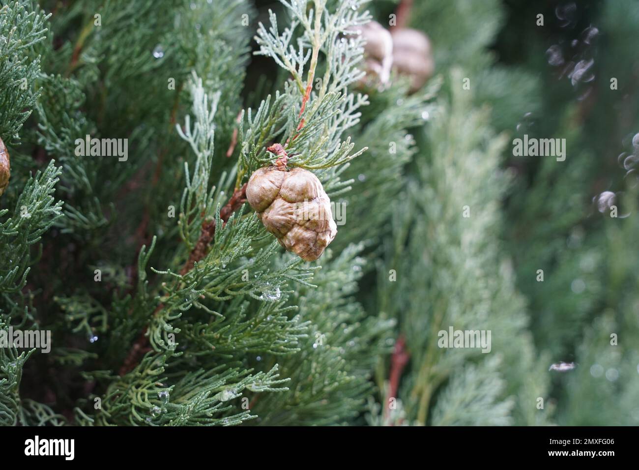 Thuja tree and twigs with some cones close up. A cutout of a tree that is defocused on the background. There is a lot of copy space available. Stock Photo