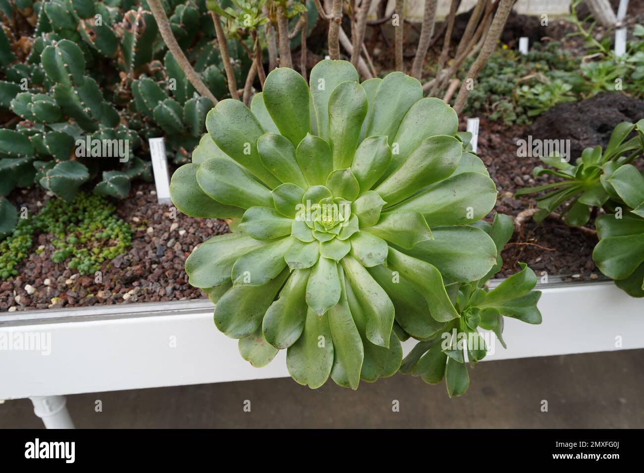 Succulent plant in Latin called Aeonium canariense, variety virgineum. Stock Photo