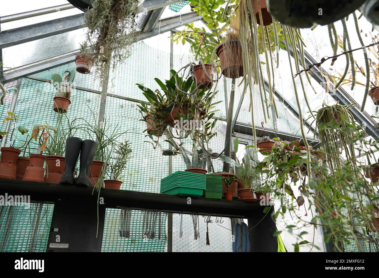 Low angle view on greenhouse arranged as a workroom for cultivation of ...