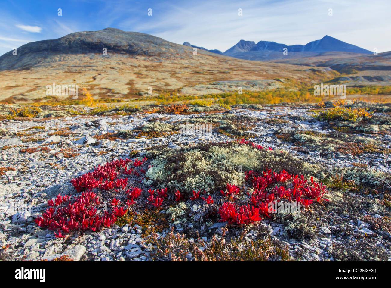 Alpine bearberry / mountain bearberry / black bearberry (Arctous alpina / Arctostaphylos alpina) showing red autumn colours on tundra, Lapland, Sweden Stock Photo