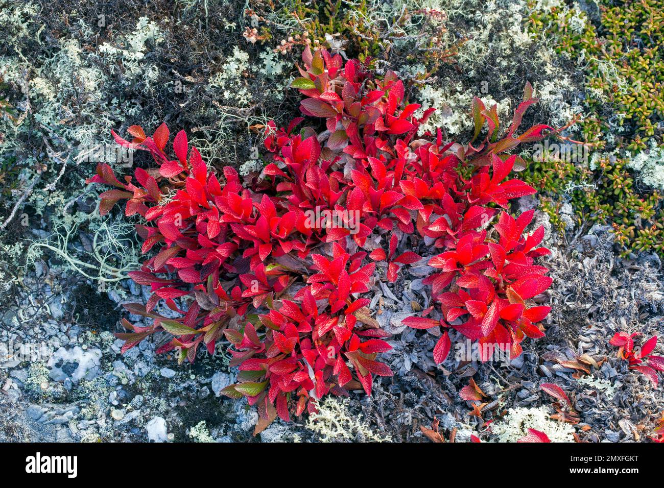 Alpine bearberry / mountain bearberry / black bearberry (Arctous alpina / Arctostaphylos alpina) showing red autumn colours on tundra, Lapland, Sweden Stock Photo
