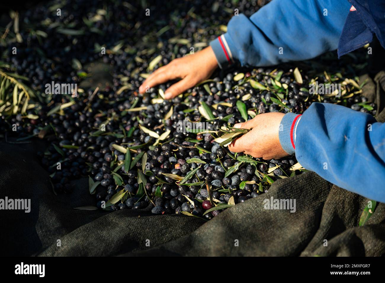 Olive picking time , Peasant Hands during Olives Harvesting , Farmer