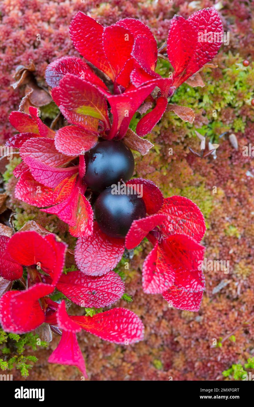 Alpine bearberry / mountain bearberry / black bearberry (Arctous alpina / Arctostaphylos alpina) showing red autumn colours on tundra, Lapland, Sweden Stock Photo