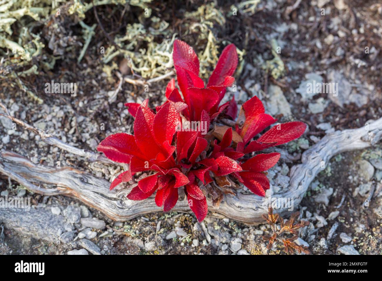 Alpine bearberry / mountain bearberry / black bearberry (Arctous alpina / Arctostaphylos alpina) showing red autumn colours on tundra, Lapland, Sweden Stock Photo