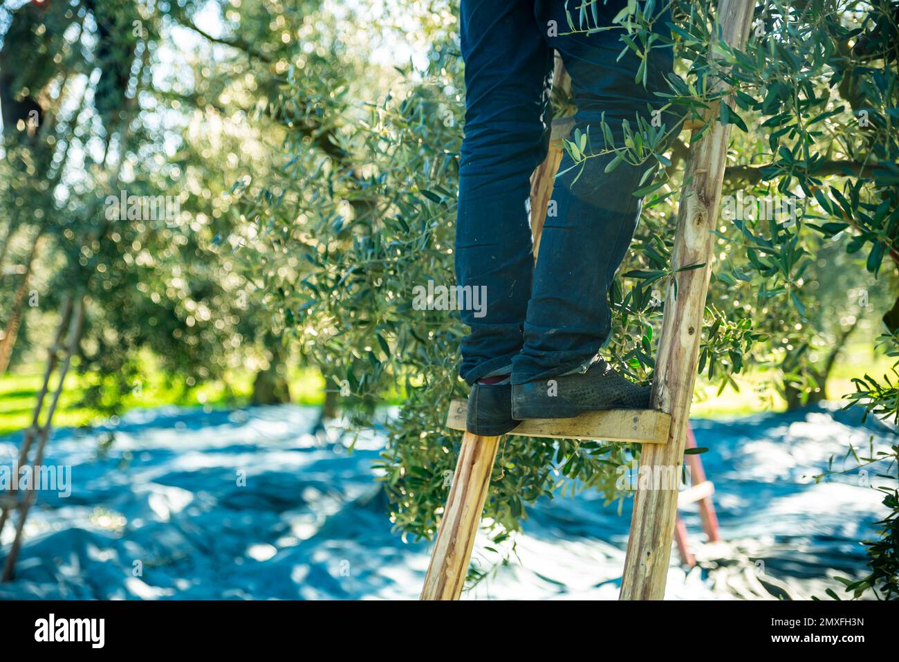 Harvesting fresh olives from agriculturists in an olive tree field in turkey, turkey for olive oil production Stock Photo