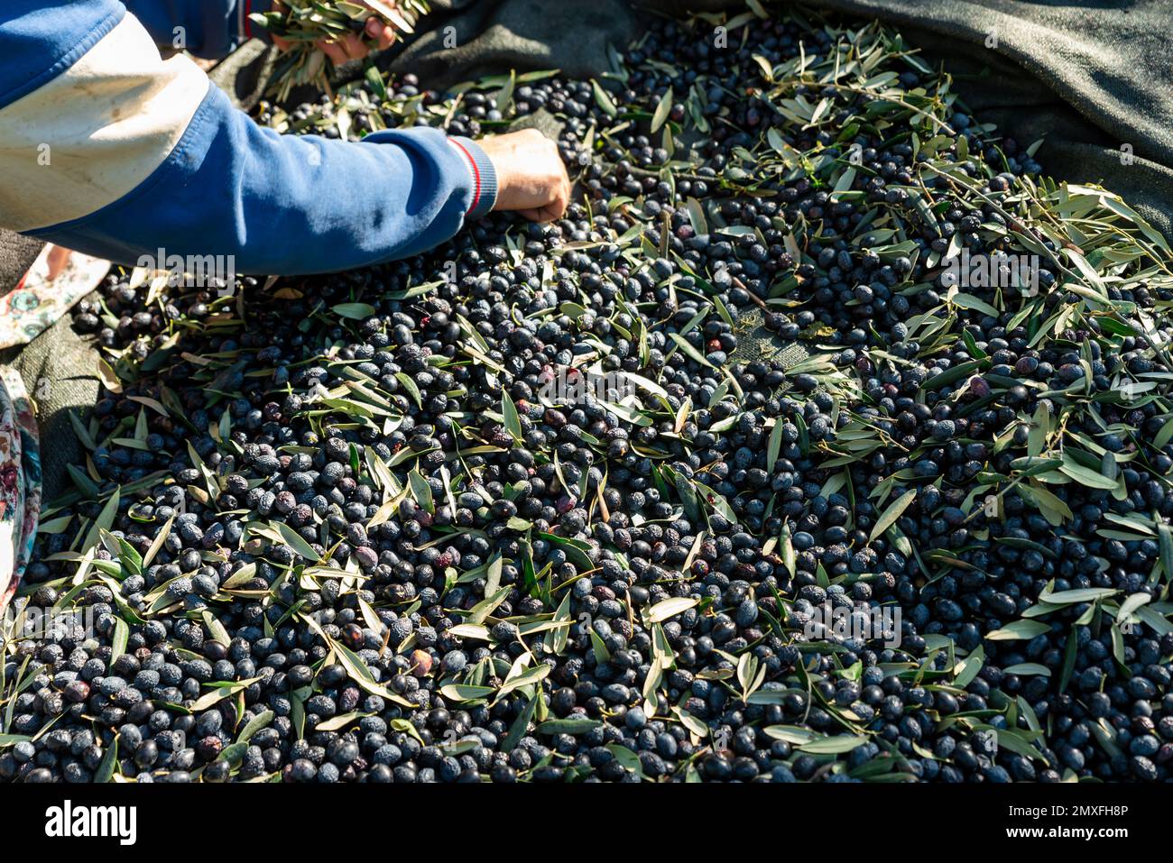 Olive picking time , Peasant Hands during Olives Harvesting , Farmer