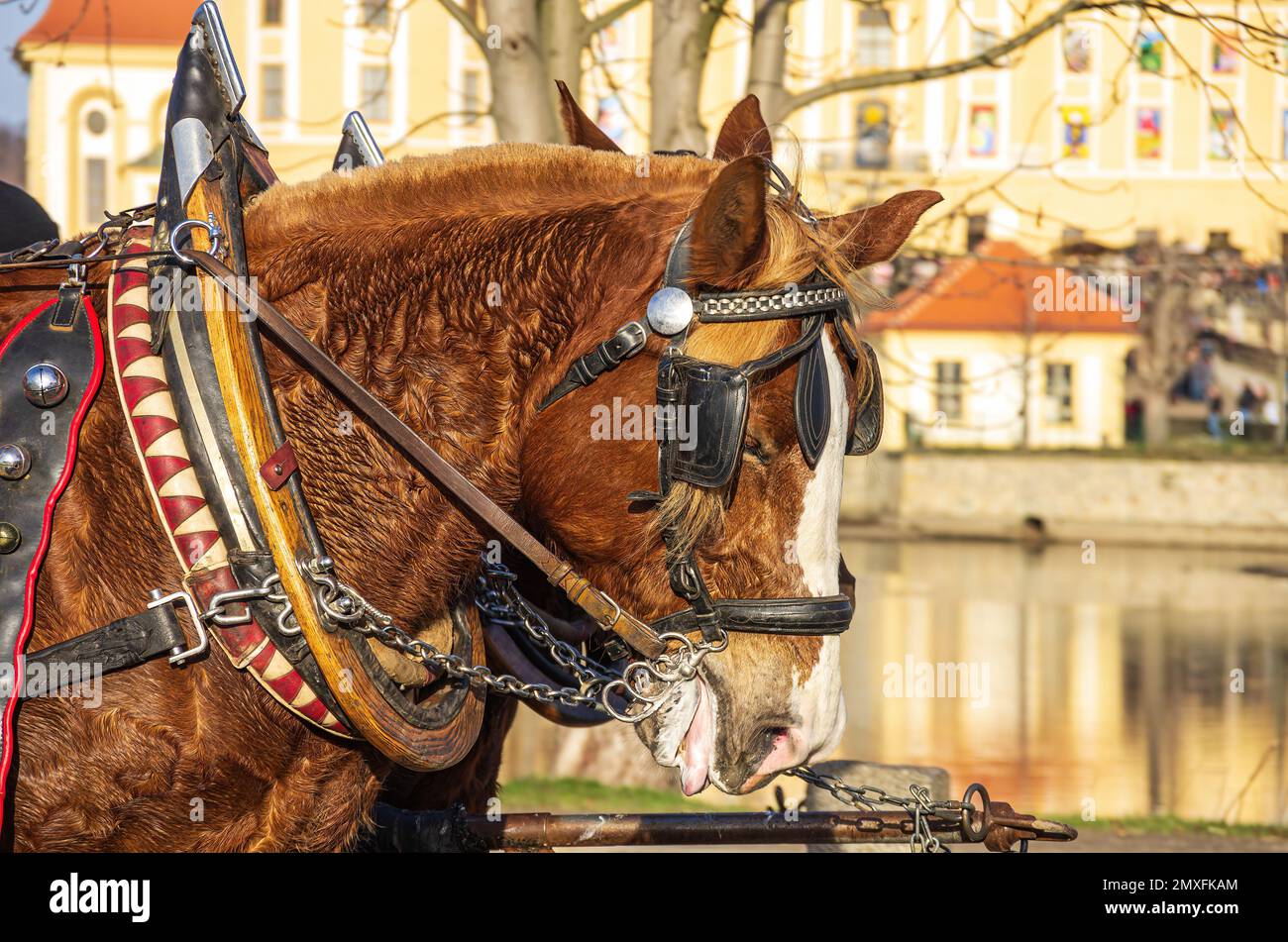 Two harnessed horses in front of Moritzburg Palace near Dresden, Saxony, Germany; taken from public place. Stock Photo