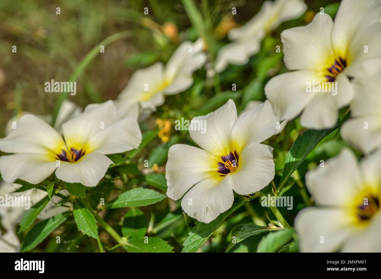A closeup of beautiful Turnera flowers growing in a garden on a sunny day Stock Photo