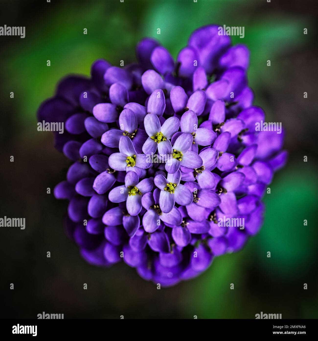A closeup shot of blooming purple iberis umbellata flowers Stock Photo