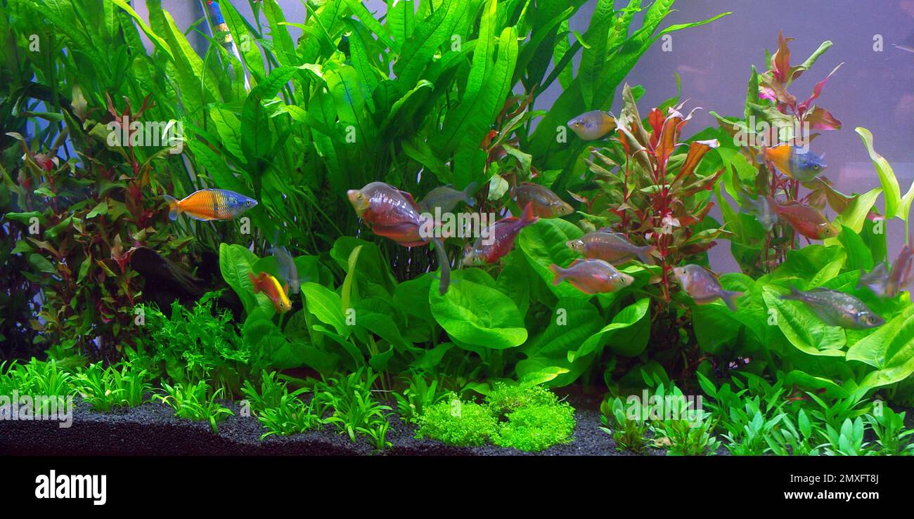 Rainbow fishes (Melanotaenia spp.) in aquarium Stock Photo