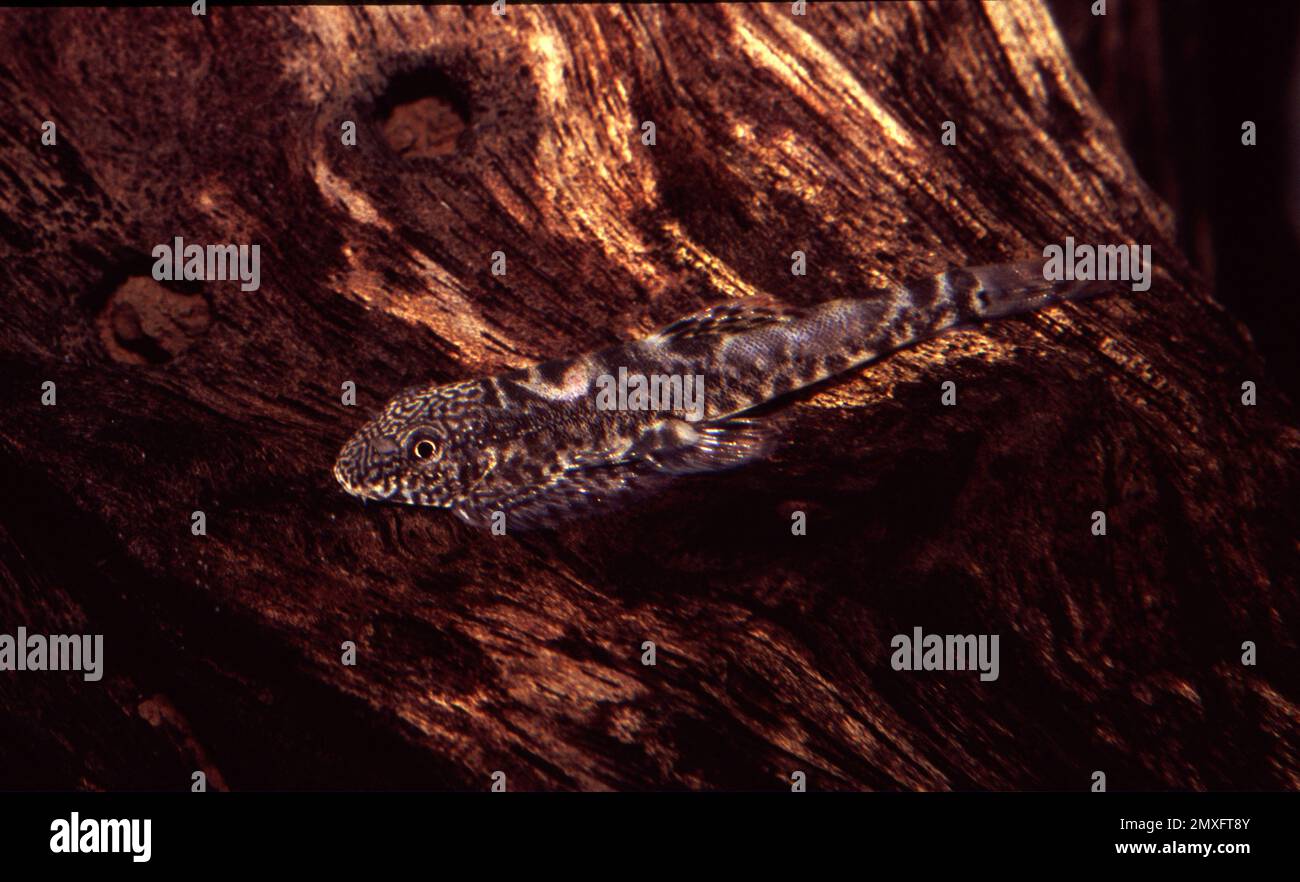 Spiny-head hillstream loach (Gastromyzon ctenocephalus) Stock Photo