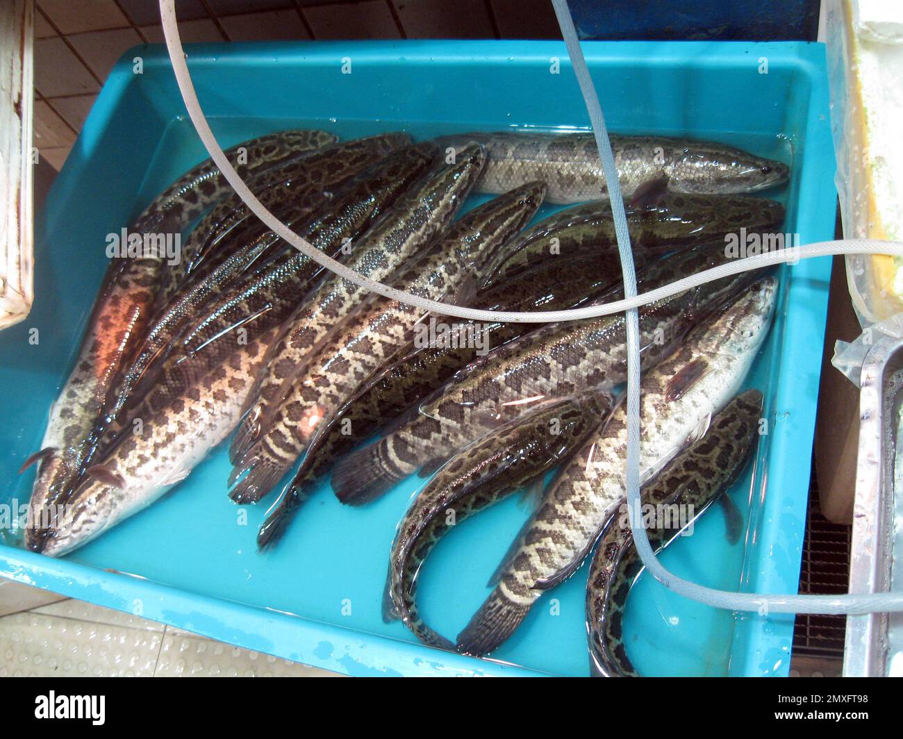 Snakehead fishes (Channa sp.) live for sale in a chinese fish market Stock Photo
