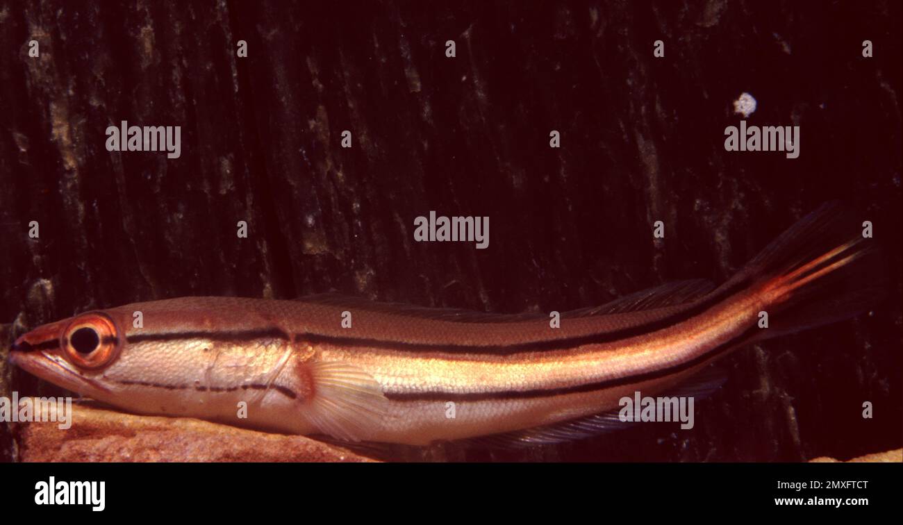 Scales Of The  Snakehead Fish Which Has A Large Stock Photo