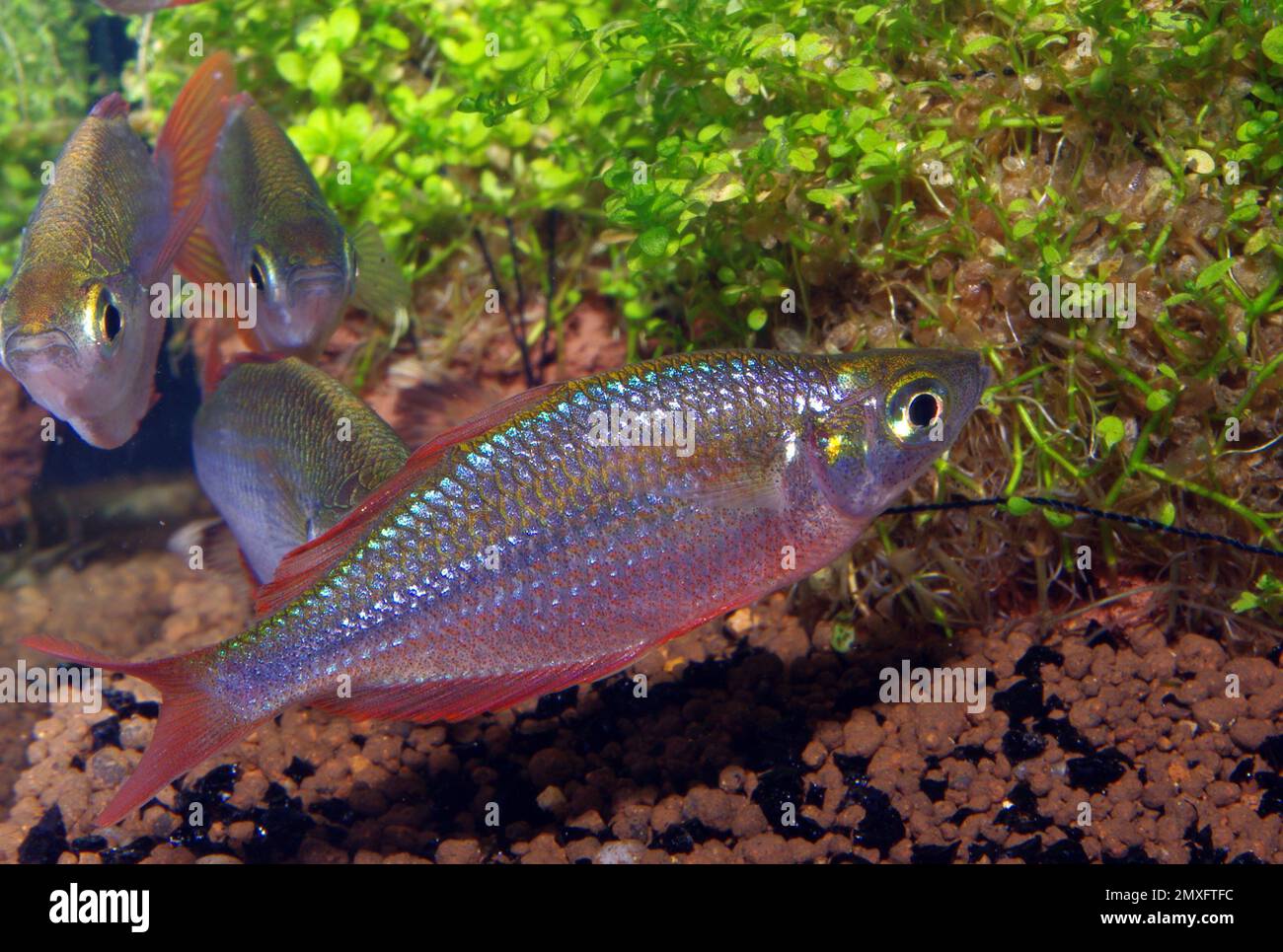 Dwarf Neon Rainbowfish (Melanotaenia praecox) Stock Photo