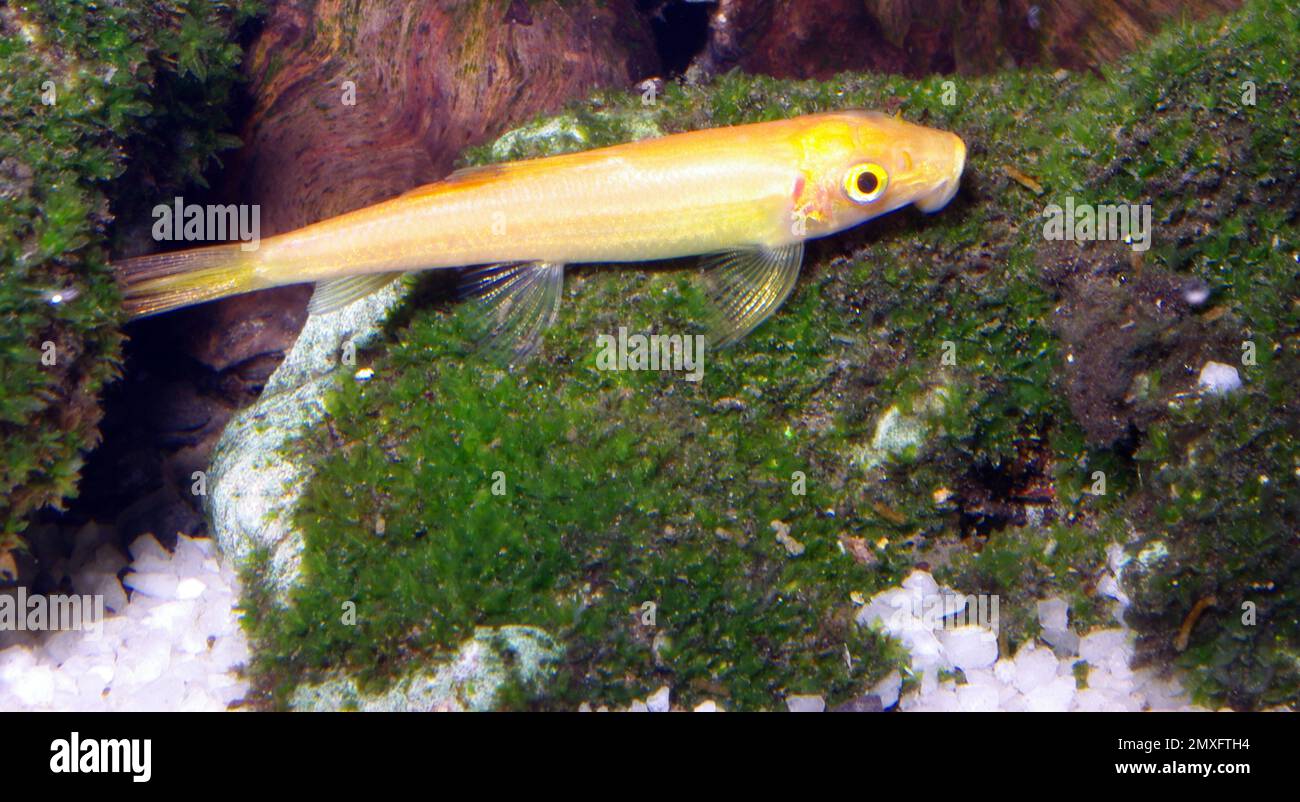 Xanthistic morph of Common algae eater fish, Gyrinocheilus aymonieri Stock Photo