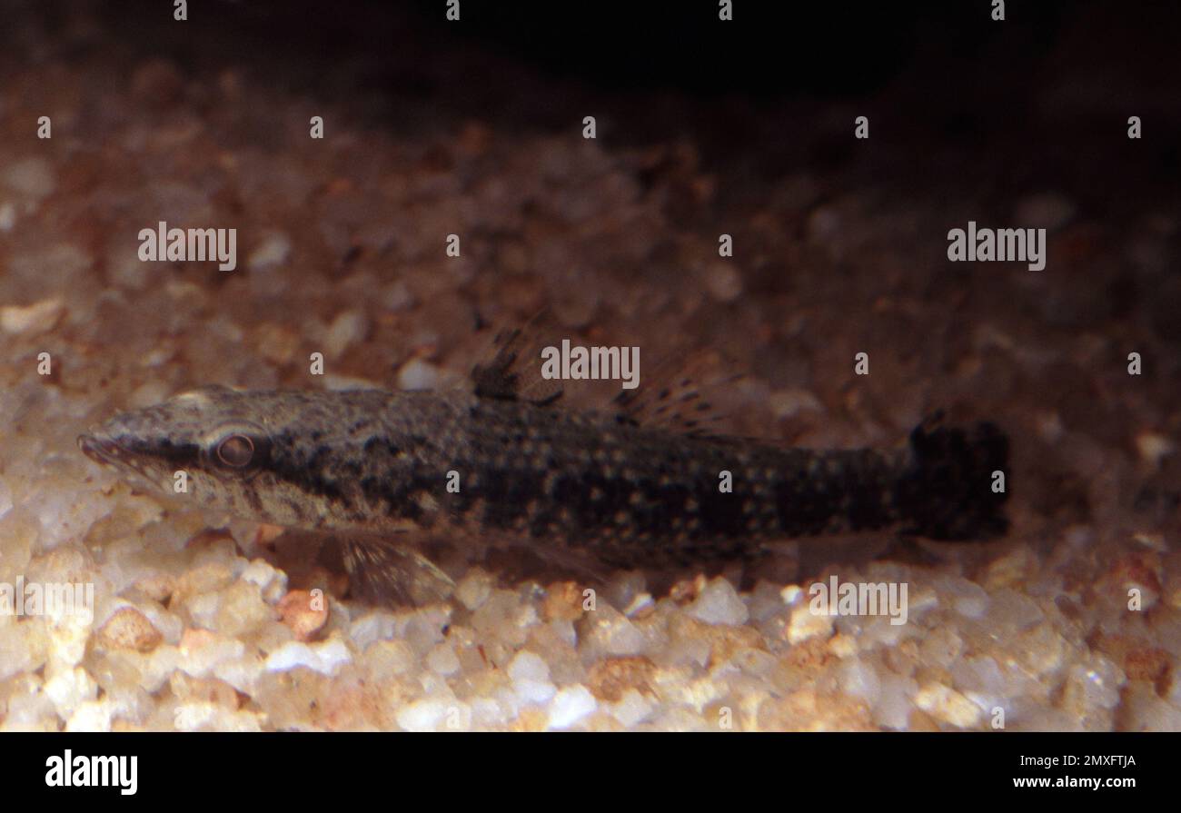 Butis butis, the crazy fish, duckbill sleeper, or upside-down sleeper, is a species of sleeper goby Stock Photo